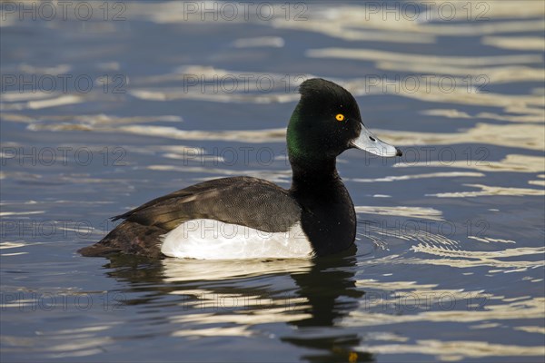 Tufted duck