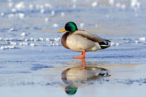 Mallard