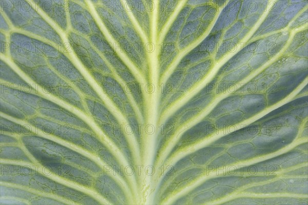 White cabbage