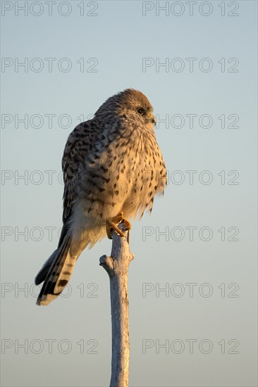 Common kestrel