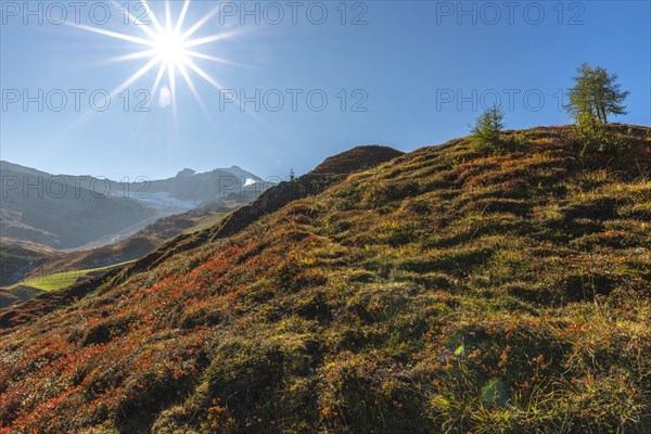 Autumnal red-coloured alpine bearberry