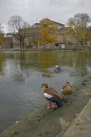 Egyptian goose