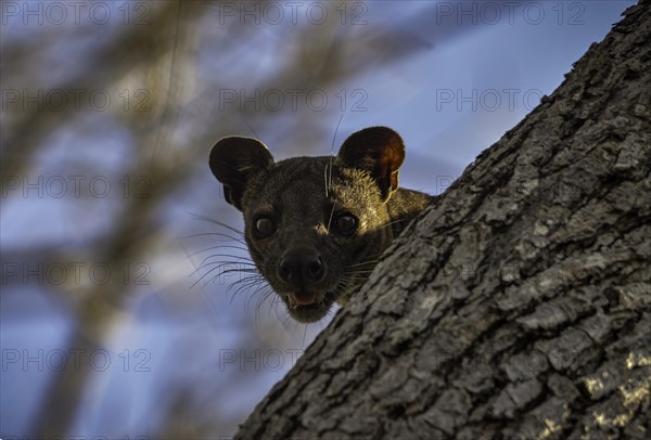 Fossa slack-legged cat