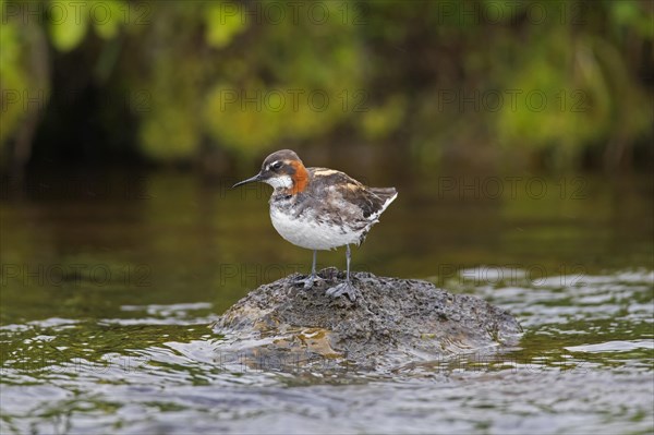 Red-necked phalarope