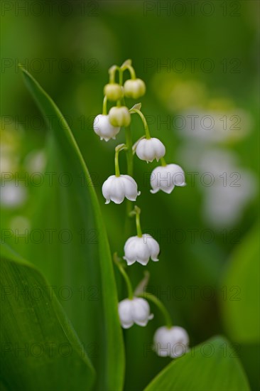 Lily of the valley