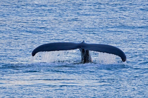 Humpback whale