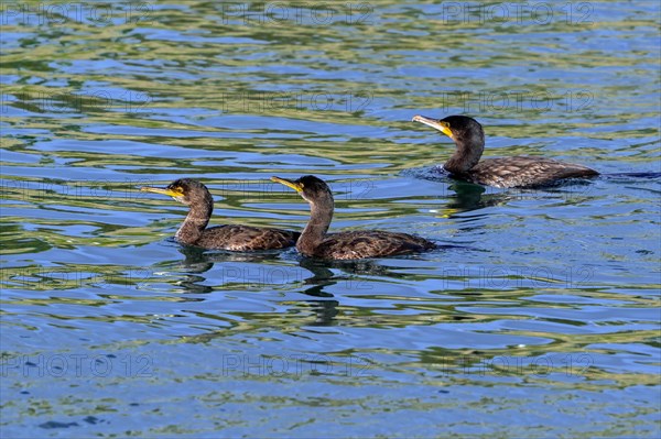 Two European shags