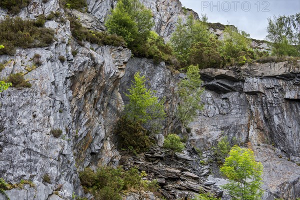 Ballachulish slate quarry showing overgrown cliff