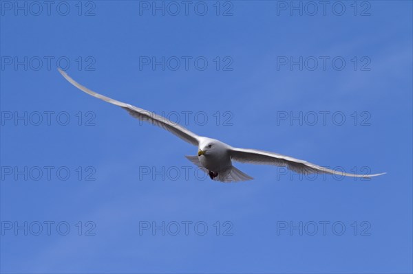 Glaucous gull