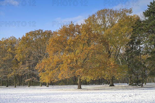 Oak in autumn leaves