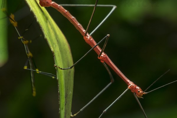 Peruvian fern stick insect