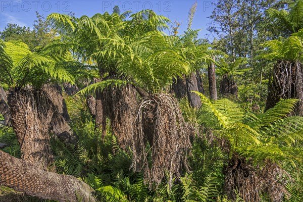 Soft tree ferns