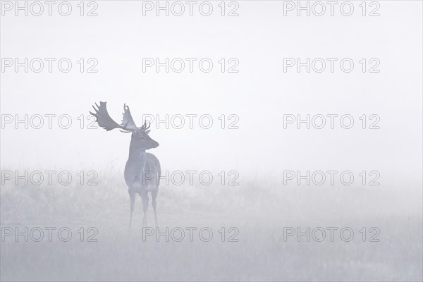 European fallow deer