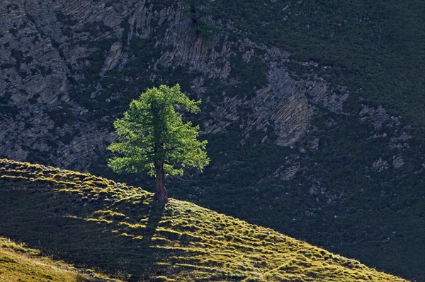 Common larch