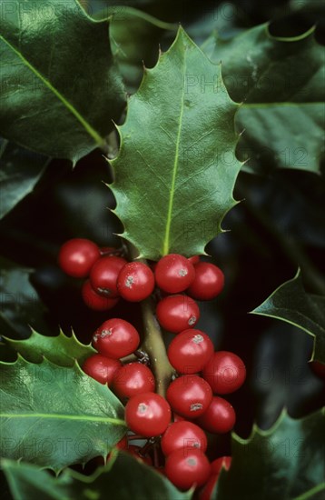 Common holly