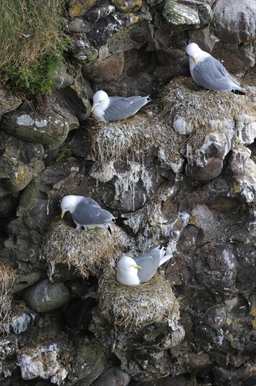 Black-legged Kittiwakes