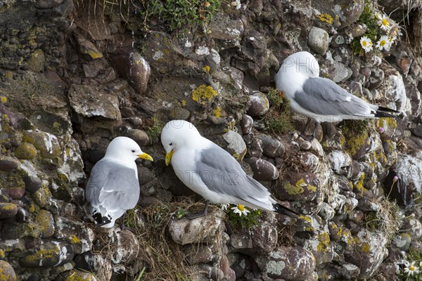 Black-legged kittiwakes