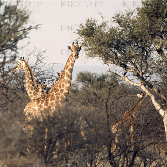 Giraffes