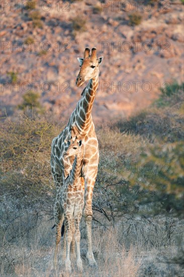 Giraffe with young animal