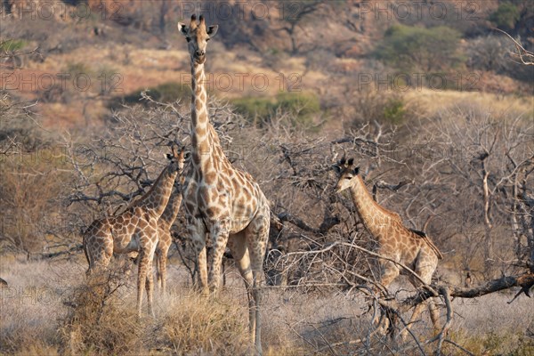 Giraffe with young