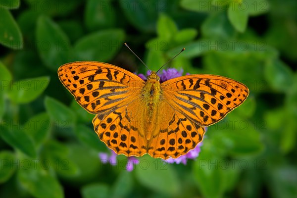 Silver-washed fritillary