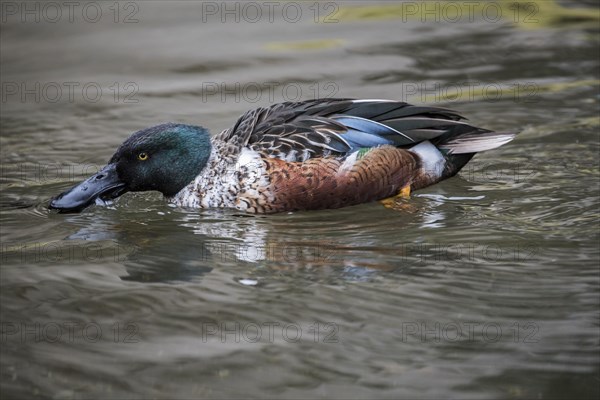 Northern shoveler