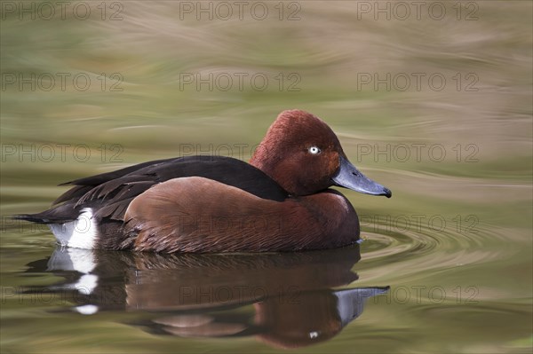 Ferruginous duck