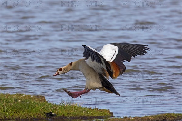 Egyptian goose