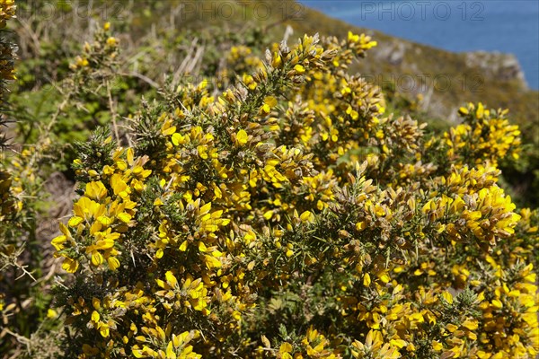 Common gorse