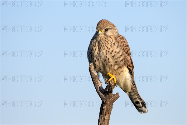 Common kestrel