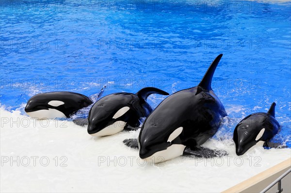 Dressed killer whales