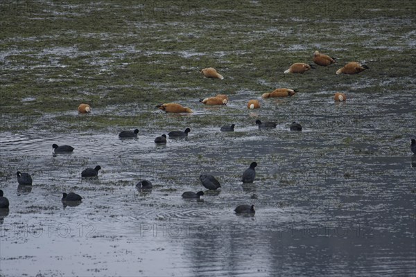 Winter lake drainage as a municipal measure for lake restoration