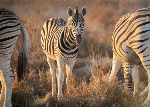 Zebras