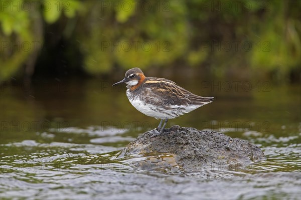 Red-necked phalarope