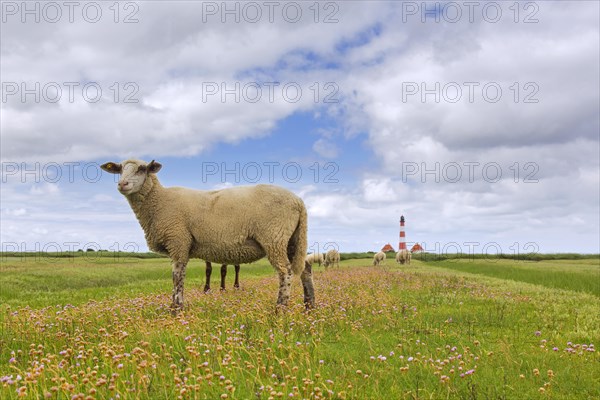 White sheep among sea-lavender and lighthouse Westerheversand at Westerhever