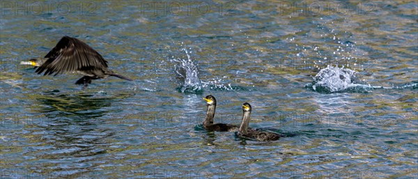 Two European shags