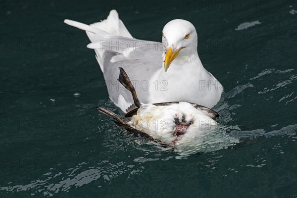 Glaucous gull