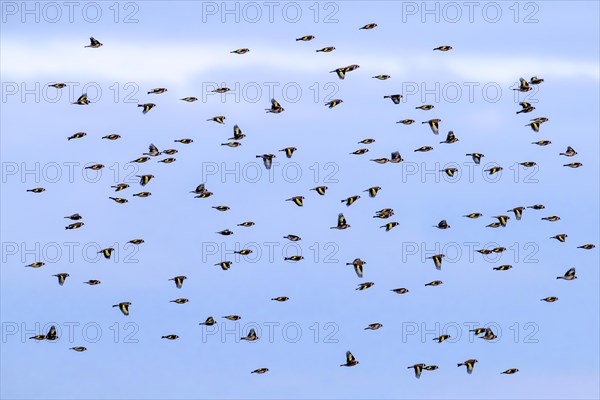 Large flock of European goldfinches