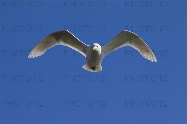 Iceland Gull