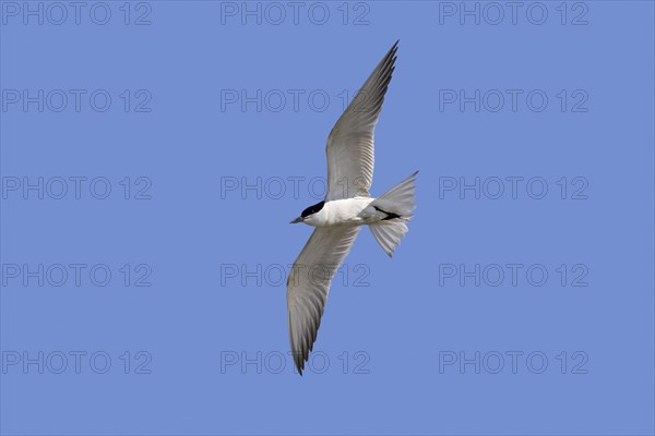 Gull-billed tern