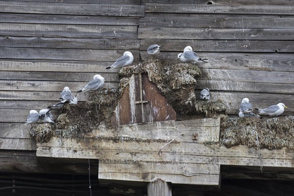 Black-legged kittiwakes