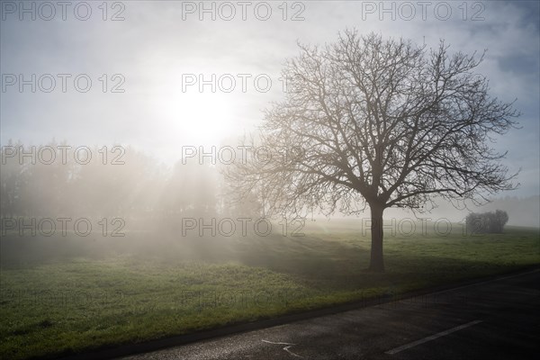 Foggy morning