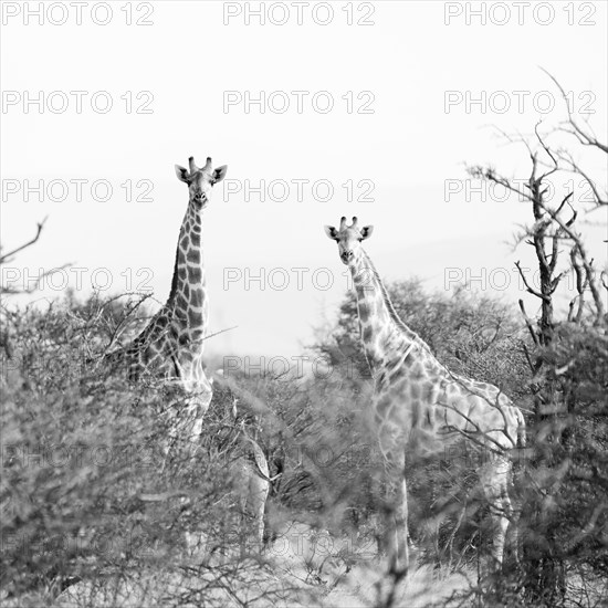 Giraffes