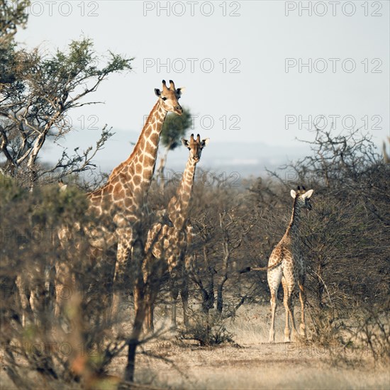 Giraffes with young