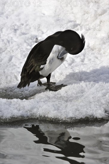 Tufted Duck