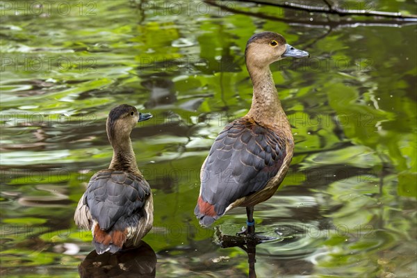 Lesser whistling duck