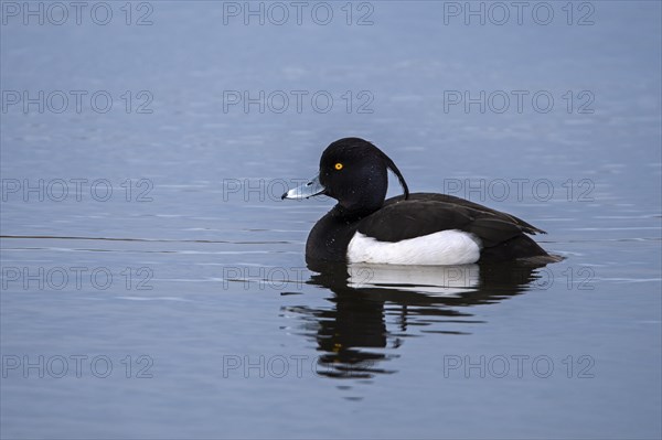 Tufted duck