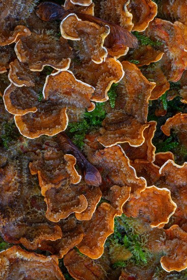 False turkey tail