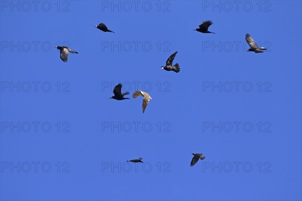 Northern goshawk