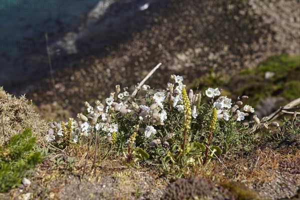 Cliffs with sea campion